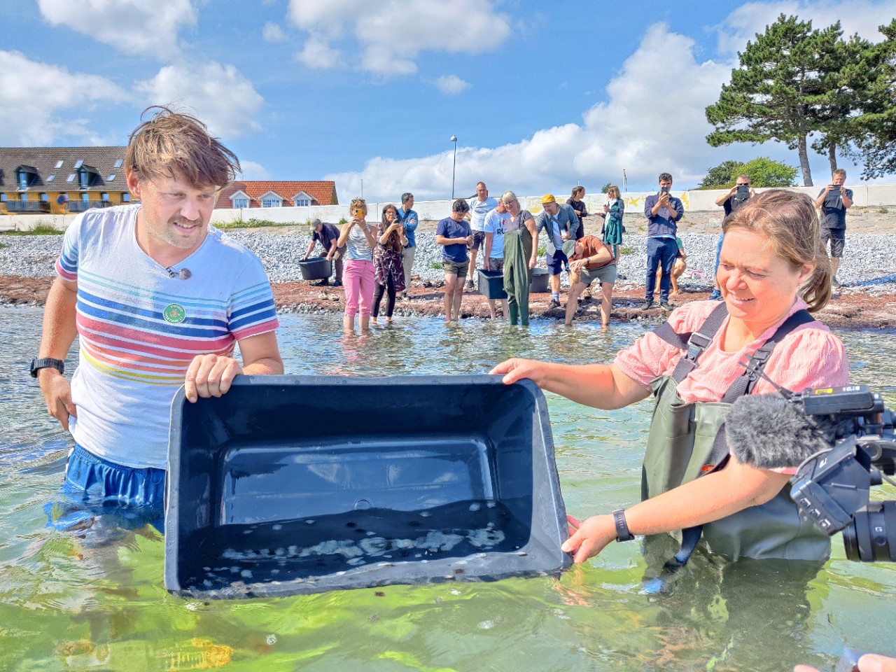 To mennesker i vand til livet, udsætter fiskeyngel fra sort plastkasse.