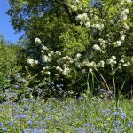 kærmindesøster-blå-blomster-vild-kørvel-hvide-blomster-græsmark-og-skov